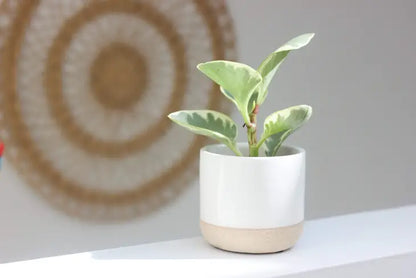Ceramic Planter Pot